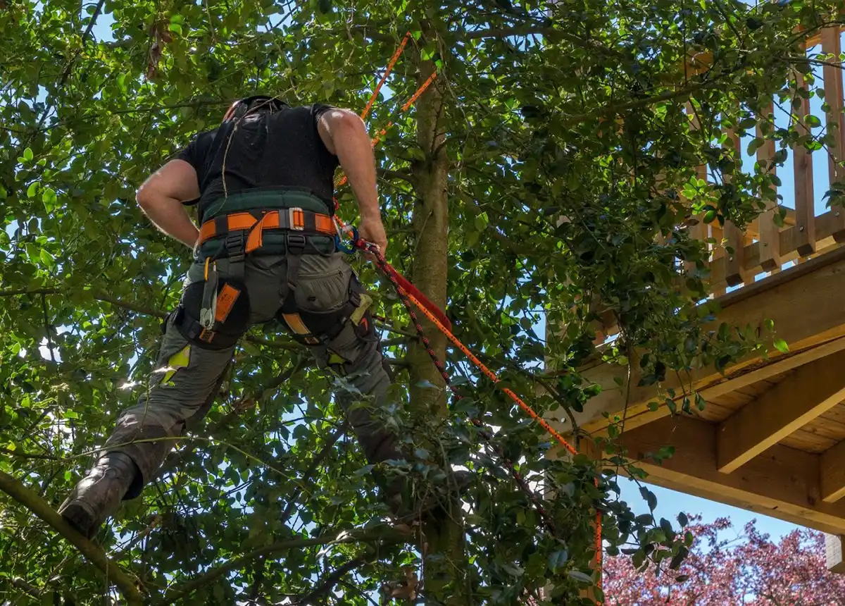 Palms and Tree Trimming and Removal | ATS - Landscape & Maintenance Management